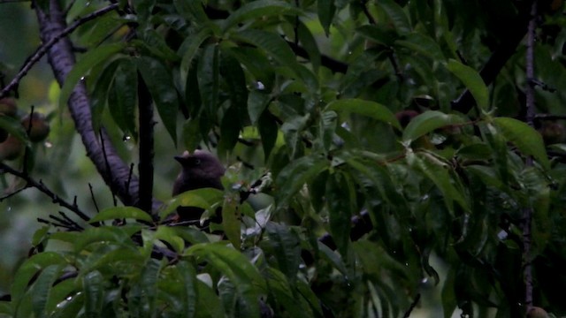 Elliot's Laughingthrush - ML201231111