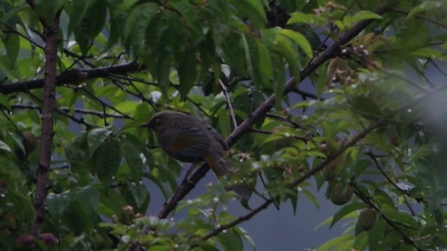 カキハガビチョウ - ML201231121