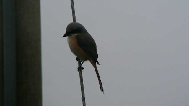 Gray-backed Shrike - ML201231161