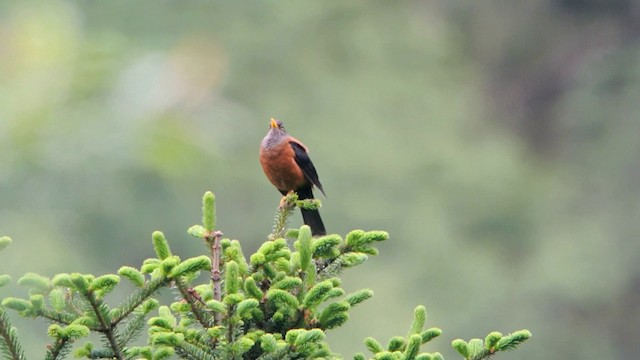 Chestnut Thrush - ML201231281