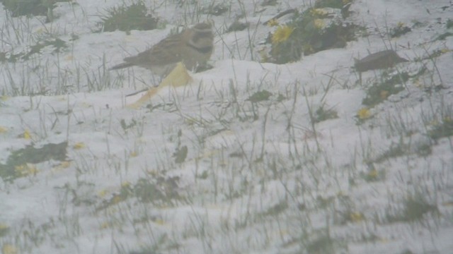 Horned Lark (Tibetan) - ML201231301