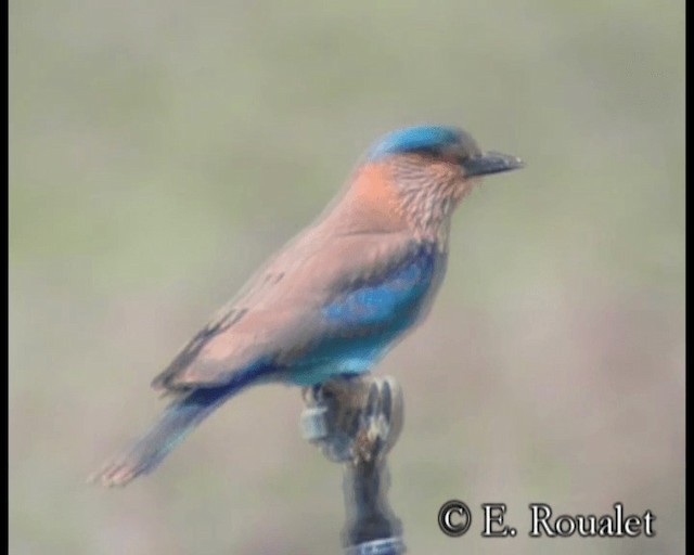 Indian Roller - ML201231341