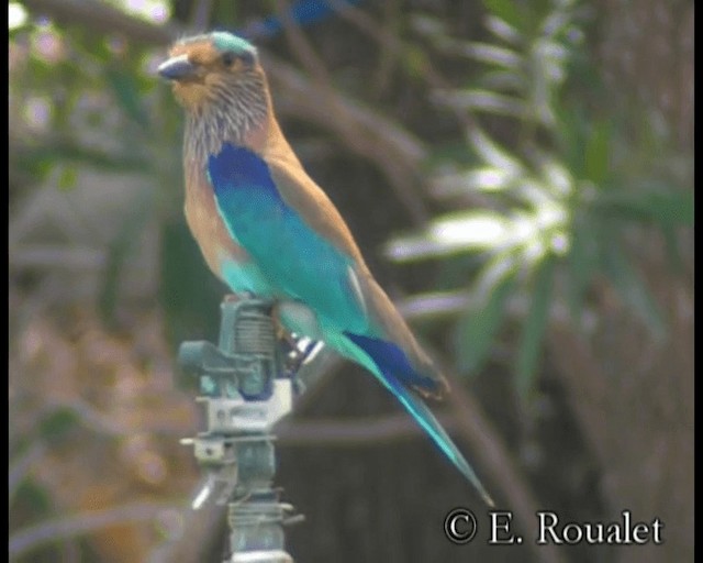 Indian Roller - ML201231351