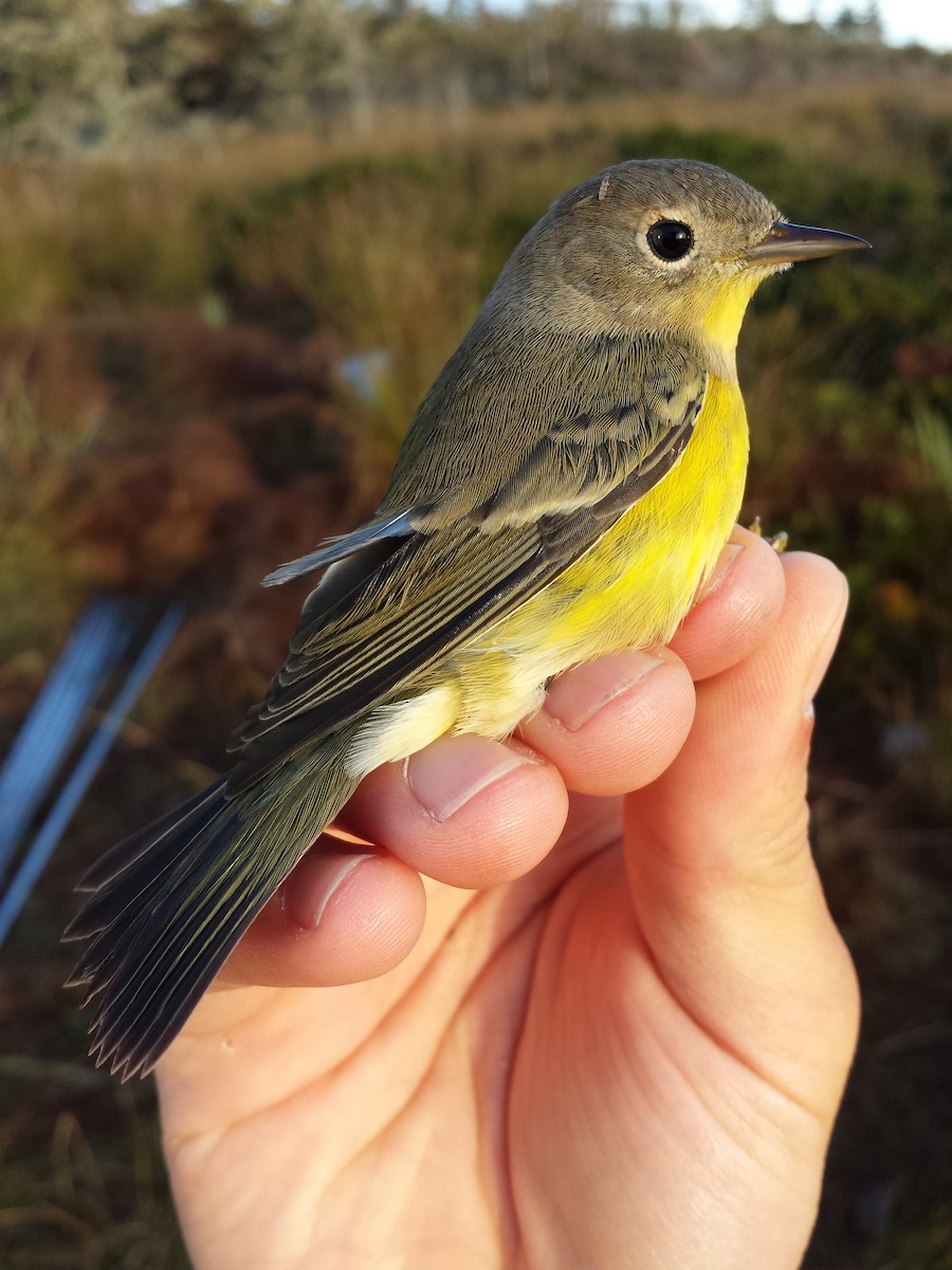 Nashville x Magnolia Warbler (hybrid) - David M. Bell