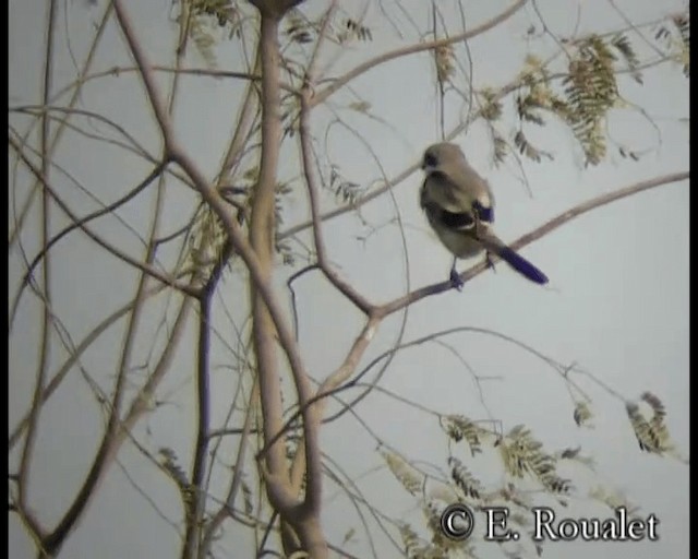 Серый сорокопут (pallidirostris) - ML201231421