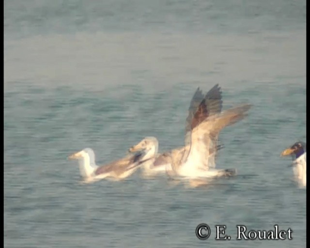 Pallas's Gull - ML201231431