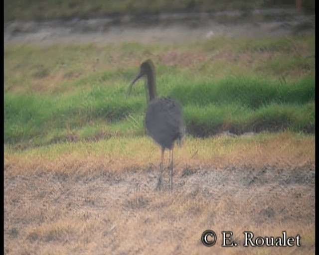 Glossy Ibis - ML201231481