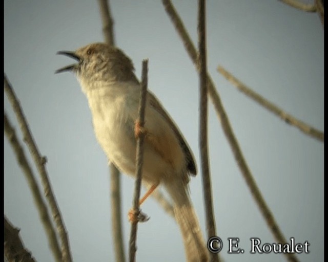 Prinia délicate - ML201231491