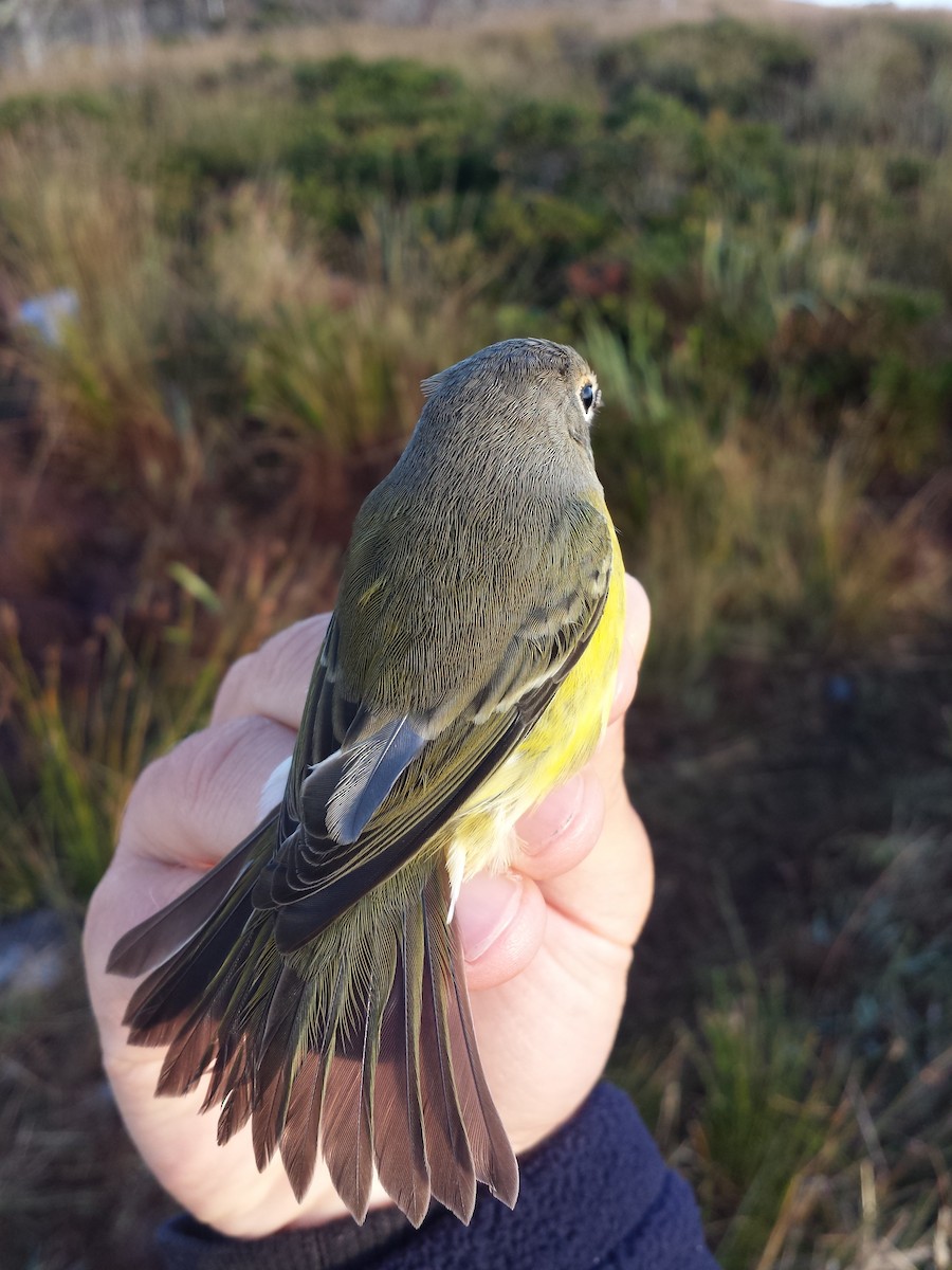 Nashville x Magnolia Warbler (hybrid) - David M. Bell