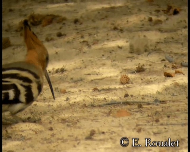 Eurasian Hoopoe (Eurasian) - ML201231521