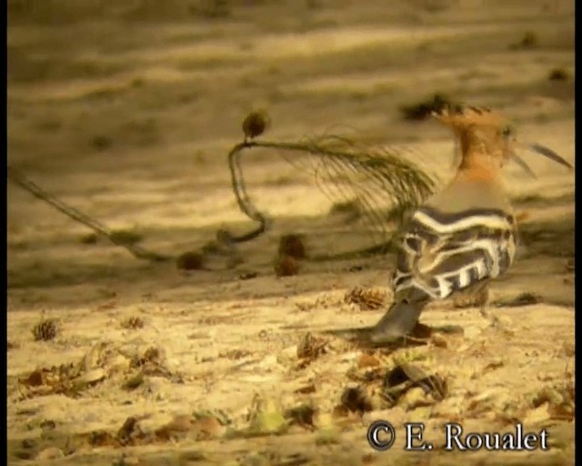 Eurasian Hoopoe (Eurasian) - ML201231531