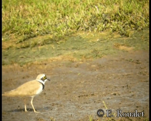 Little Ringed Plover (curonicus) - ML201231561