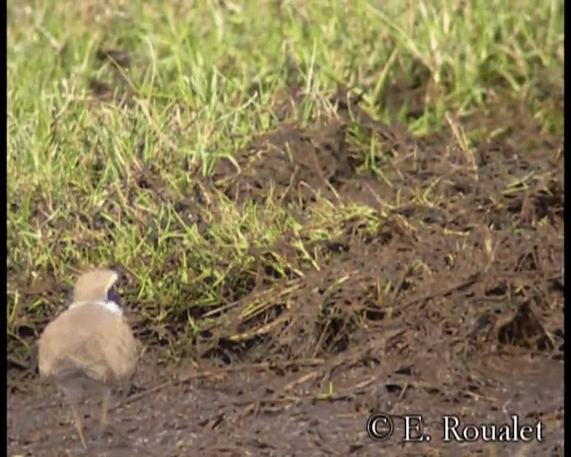 Little Ringed Plover (curonicus) - ML201231571