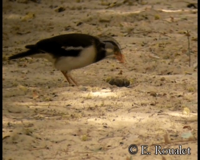 Indian Pied Starling - ML201231591