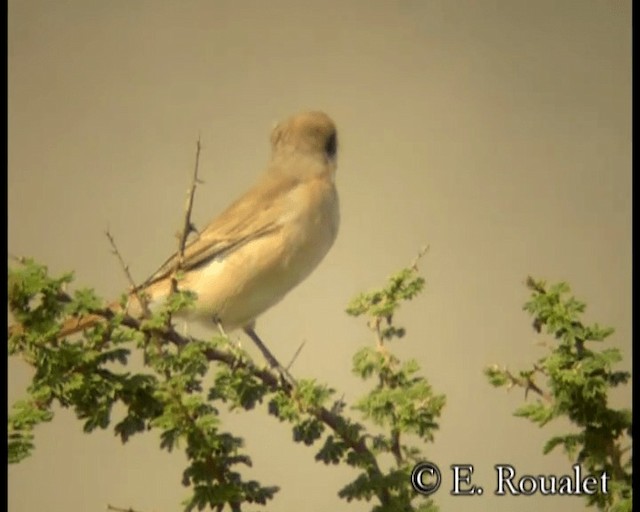 Isabelline Shrike (Daurian) - ML201231601