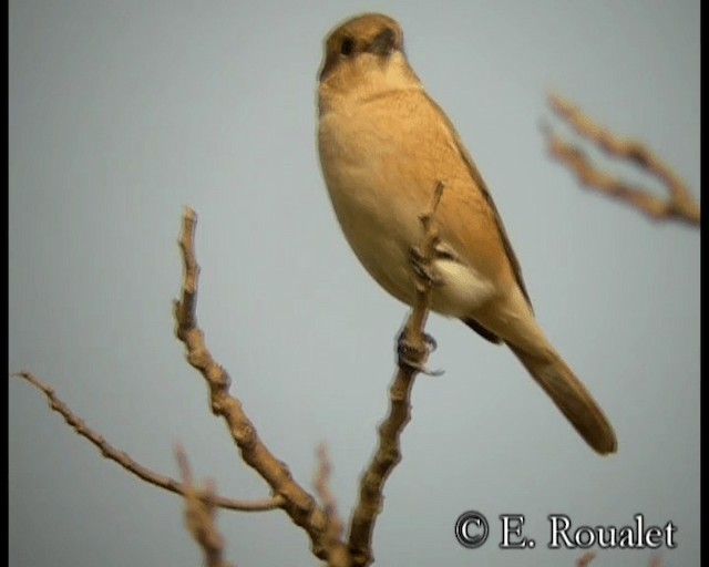 モウコアカモズ（isabellinus） - ML201231611