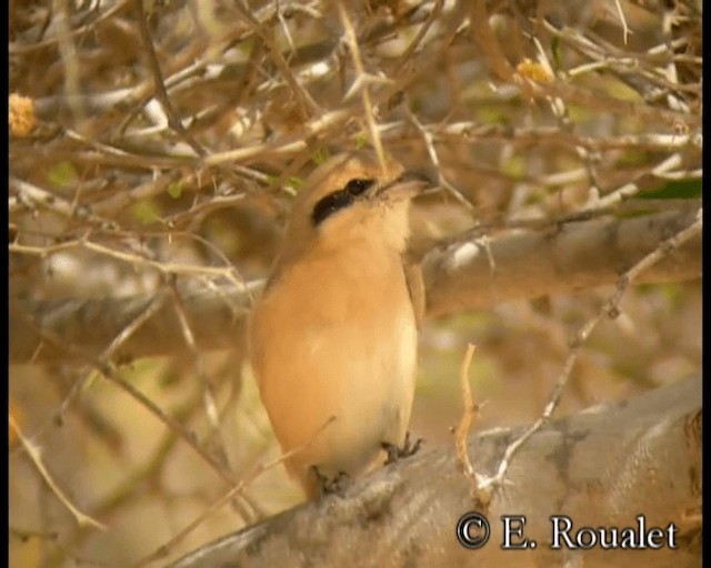 Isabelline Shrike (Daurian) - ML201231631