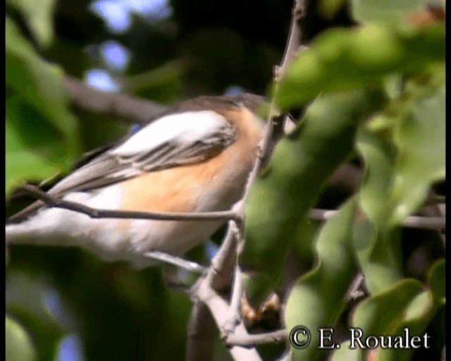 Masked Shrike - ML201231641