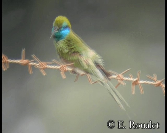 Arabian Green Bee-eater - ML201231661