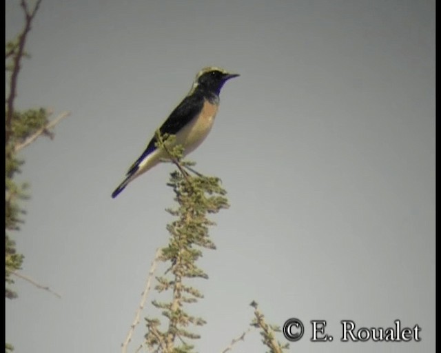 Pied Wheatear - ML201231701