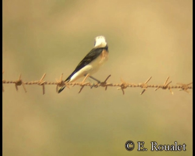 Pied Wheatear - ML201231711