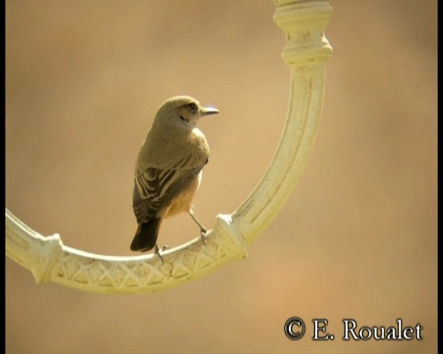 Persian Wheatear - ML201231741