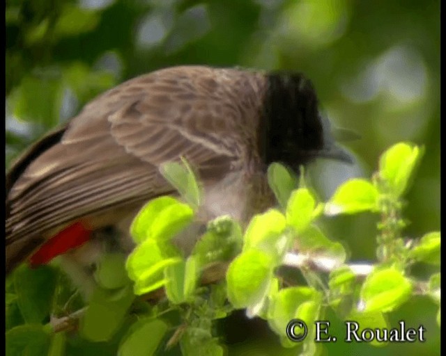 Red-vented Bulbul - ML201231751