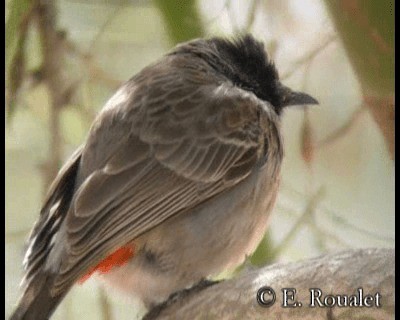 Red-vented Bulbul - ML201231761