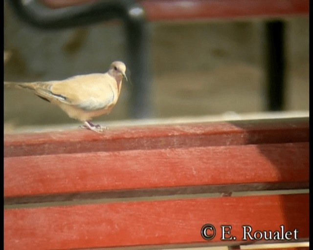 Laughing Dove - ML201231771