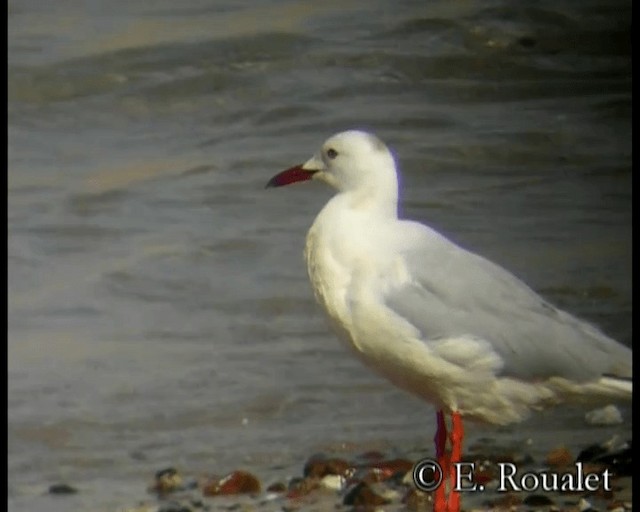 Slender-billed Gull - ML201231841