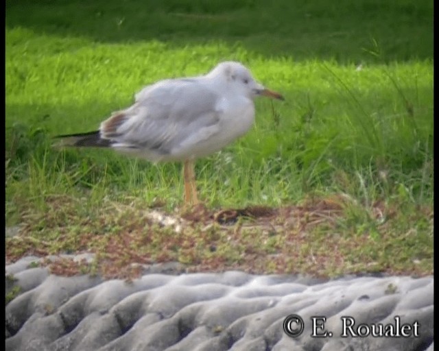 Slender-billed Gull - ML201231851