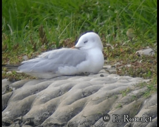 Gaviota Picofina - ML201231861