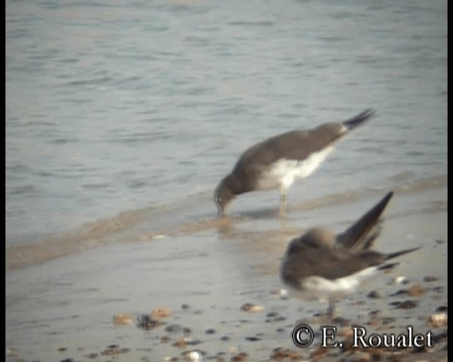 Gaviota Cejiblanca - ML201231871