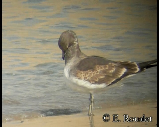 Sooty Gull - ML201231881