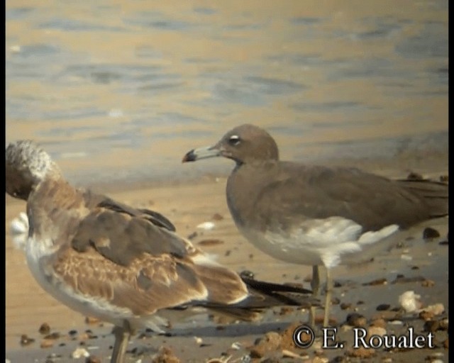 Sooty Gull - ML201231891