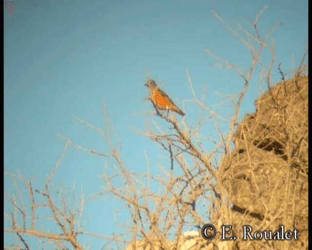 Rufous-tailed Rock-Thrush - ML201231901