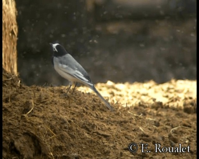 White Wagtail (Masked) - ML201231911