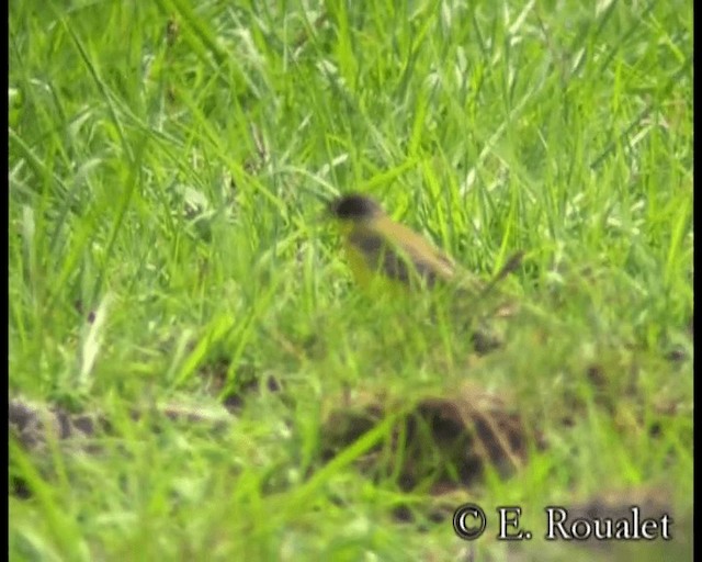 Western Yellow Wagtail (feldegg) - ML201231931