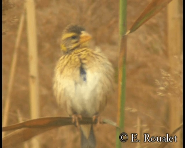 Streaked Weaver - ML201231951