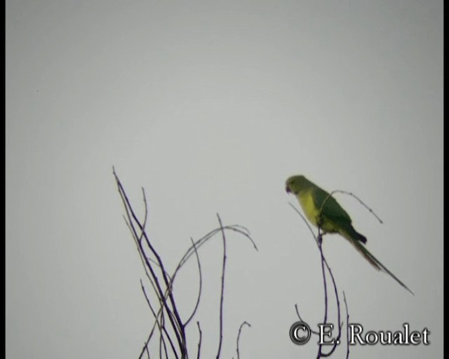 Rose-ringed Parakeet - ML201231971