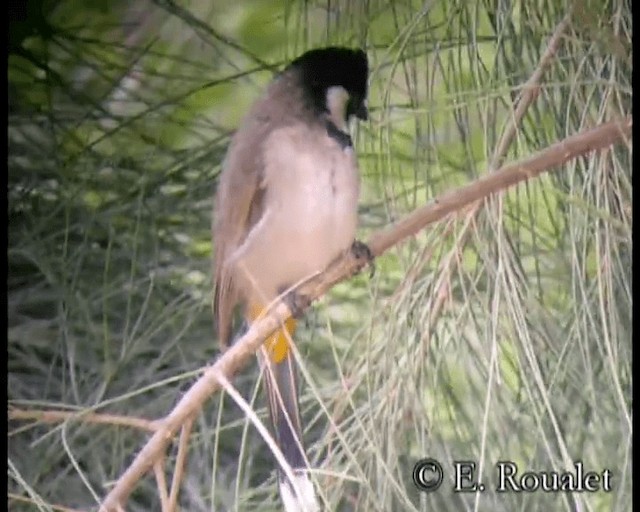 White-eared Bulbul - ML201231981