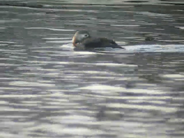 Long-tailed Duck - ML201232081