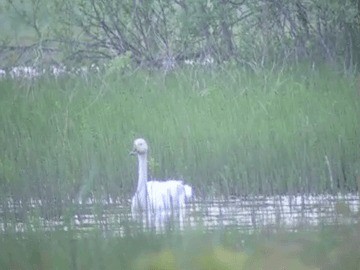 Zwergschwan (bewickii) - ML201232101