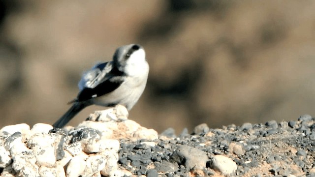 Great Gray Shrike (Sahara) - ML201232641