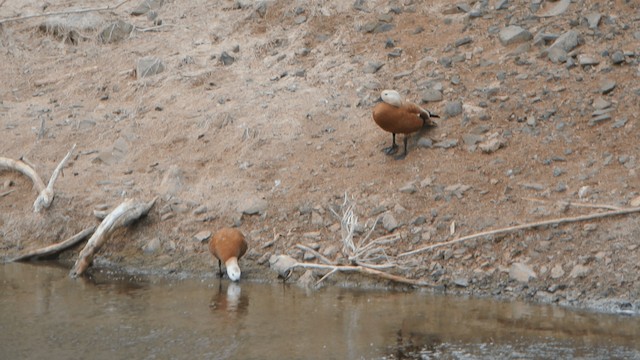 Angıt - ML201232711