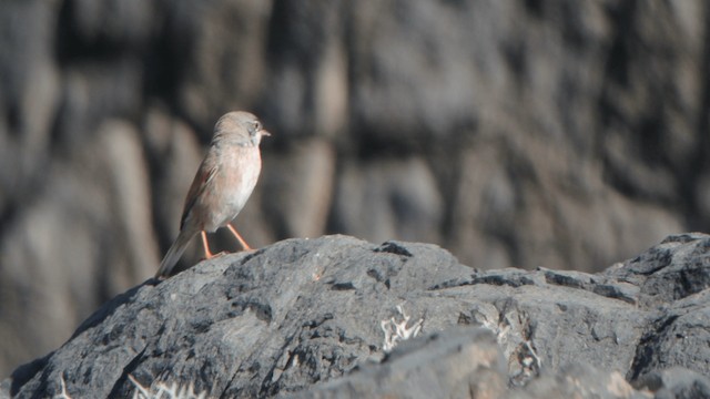 Spectacled Warbler - ML201232741