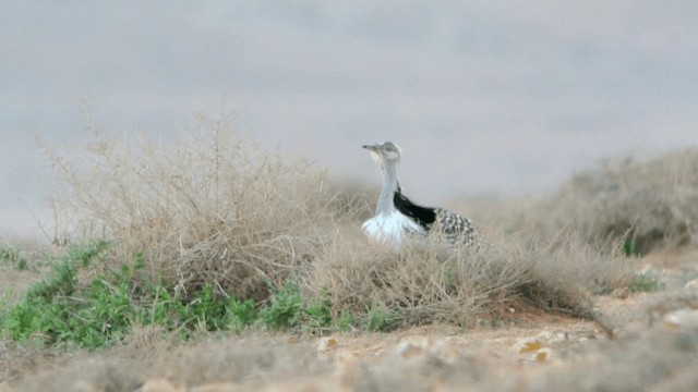 Houbara Bustard (Canary Is.) - ML201232771