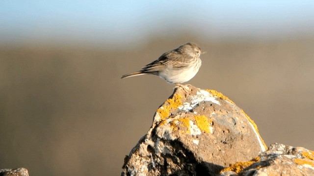 Berthelot's Pipit - ML201232951