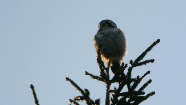 Northern Hawk Owl (Eurasian) - ML201232981