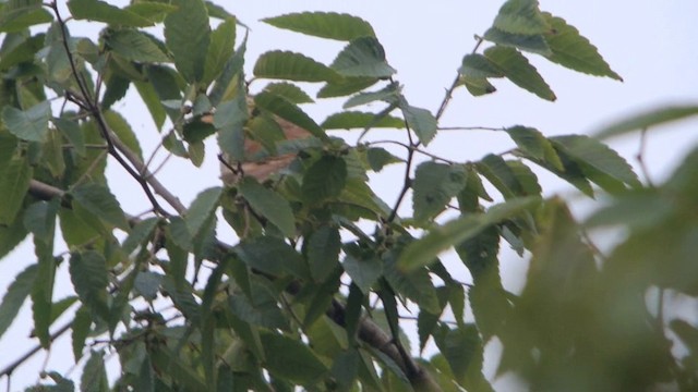 Manchurian Bush Warbler - ML201233031